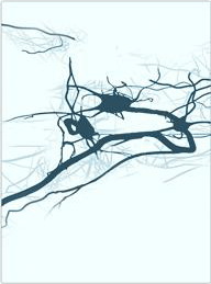Neural networks before stimulation