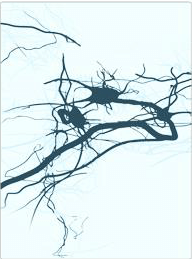 Neural networks two weeks after stimulation